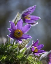 Pasque flower (Pulsatilla vulgaris), close-up of blooming violet flowers against the light,