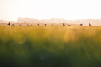 Wild geese (Anser), standing in a row in a field in warm sunset light with blurred green