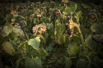 Sunflower field, dried up, empty blossoms of a sunflower (Helianthus annuus), symbolic image