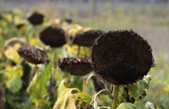 Sunflower field, dried up, empty blossoms of a sunflower (Helianthus annuus), symbolic image