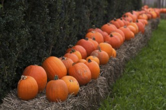 Halloween pumpkins, ornamental pumpkins, pumpkin, gourds, lying in front of a stall, Stuttgart,