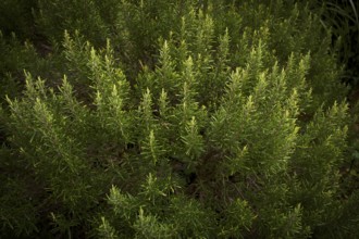 Rosemary in the garden, Stuttgart, Baden-Württemberg, Germany
