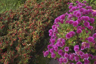 Chrysanthemums (Chrysanthema), behind them broad loquat (Cotoneaster divaricatus), flowering in the
