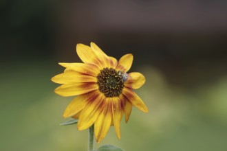 Sunflower (Helianthus annuus), Field bumblebee (Bombus pascuorum), Blossom, Nectar, Garden, Autumn,