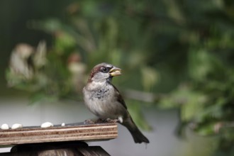 House sparrow (Passer domesticus), male, bird feeder, autumn, garden, The sparrow with a nut in its