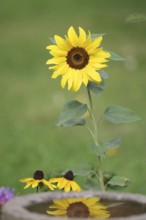 Sunflower (Helianthus annuus), flower, yellow, garden, reflection, autumn, pretty, The blossom of
