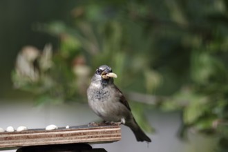 House sparrow (Passer domesticus), male, bird feeder, autumn, garden, The sparrow with a nut in its
