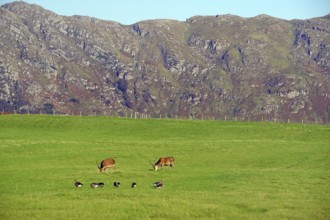 Deer and geese in a green meadow against a rocky mountain backdrop, Morar, Scotland, Great Britain