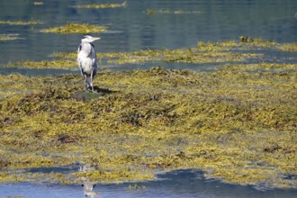 Grey heron standing in the water surrounded by algae on the loch, Loch Eil, Scotland, Great Britain