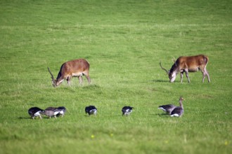 Deer and geese in a green meadow in a tranquil natural setting, Morar, Scotland, United Kingdom