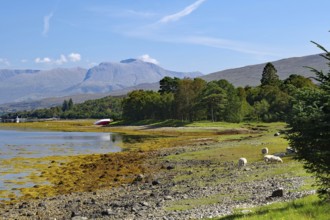 Sheep grazing on a shore with picturesque mountain scenery in the background, view of Ben Nevis,