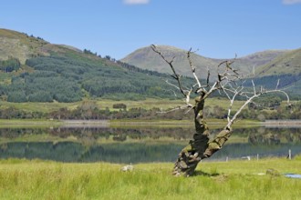 A gnarled, dead tree in front of a loch, framed by a mountainous landscape, Loch Eil, Scotland,