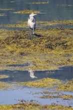 A heron stands on the shore of an algae-covered body of water and is reflected in the clear water,
