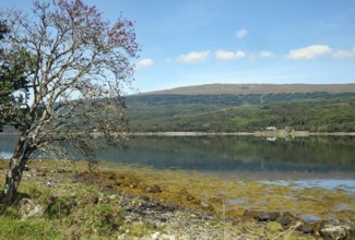 Peaceful loch with views of distant hills and a bare tree, Loch Eil, Scotland, United Kingdom