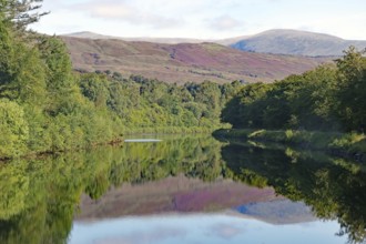 Calm river surrounded by forest with reflections of the wooded hills, heather blossom, Caledonian