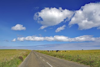 Endless road under a sky full of clouds, surrounded by fields with cows, Orkney Islands, Westray,