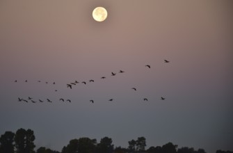 Greylag geese (Anser anser) fly past the full moon at sunrise, Darss peninsula, Mecklenburg-Western