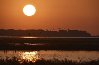 Greylag geese (Anser anser) flying at sunrise, Darss peninsula, Mecklenburg-Western Pomerania,