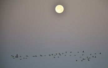 Cranes, (Grus grus) fly past the full moon at sunrise, Darss Peninsula, Mecklenburg-Western