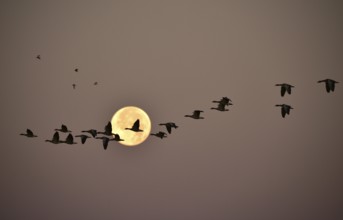 Greylag geese (Anser anser) fly past the full moon at sunrise, Darss peninsula, Mecklenburg-Western