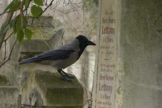 St Marx Cemetery, Hooded Crow (Corvus cornix), Vienna