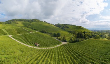 Green vineyards and rolling hills under a cloudy sky, Winterhalde area, Korber Kopf, near the