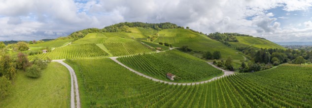 Sunny vineyards with green hills and winding paths, Winterhalde area, Korber Kopf, near the