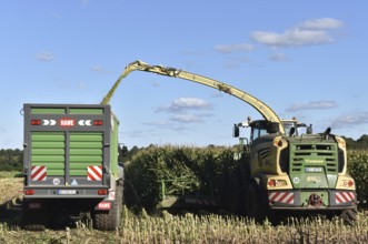 Forage harvester and tractor harvesting maize, Schleswig-Holstein, Germany