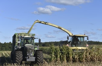 Forage harvester and tractor harvesting maize, Schleswig-Holstein, Germany