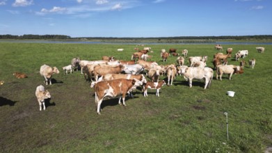Cattle, on a pasture on the Darss peninsula, Mecklenburg-Western Pomerania, Germany
