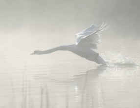 Mute swan (Cygnus olor) takes off to fly on a lake, fog clouds over the water, Lower Saxony,