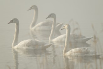 Mute swan (Cygnus olor) Swans swimming in fog on a lake, Lower Saxony, Germany
