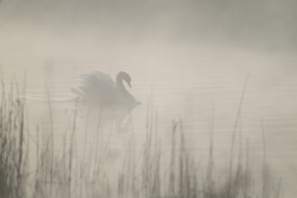 Mute swan (Cygnus olor) swimming in an imposing posture on a lake, foggy swathes, Lower Saxony,