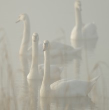 Mute swan (Cygnus olor) Swans swimming in fog on a lake, Lower Saxony, Germany