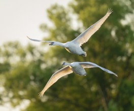Mute swan (Cygnus olor), two swans in flight, Lower Saxony, Germany