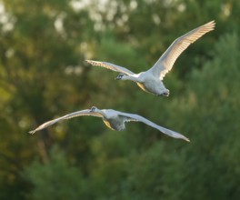Mute swan (Cygnus olor), two swans in flight, Lower Saxony, Germany