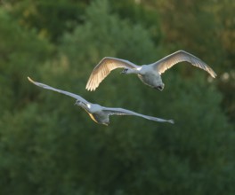 Mute swan (Cygnus olor), two swans in flight, Lower Saxony, Germany
