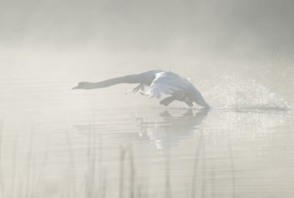 Mute swan (Cygnus olor) takes off to fly on a lake, fog clouds over the water, Lower Saxony,