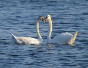 Mute swan (Cygnus olor), pair mating on a lake, Lower Saxony, Germany