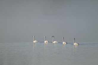 Mute swan (Cygnus olor) five swans swimming on a lake, behind fog, Lower Saxony, Germany