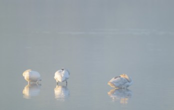 Mute swan (Cygnus olor) three swans resting in the morning sun in the shallows of a body of water,
