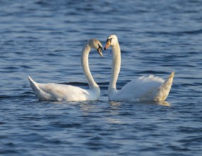 Mute swan (Cygnus olor), pair mating on a lake, Lower Saxony, Germany