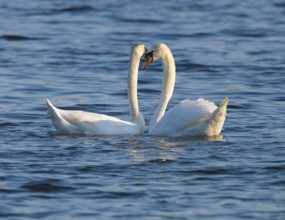 Mute swan (Cygnus olor), pair mating on a lake, Lower Saxony, Germany