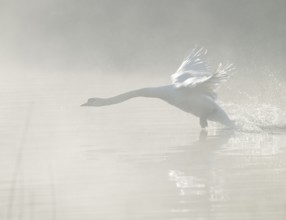 Mute swan (Cygnus olor) takes off to fly on a lake, fog clouds over the water, Lower Saxony,
