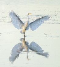 Great White Egret (Ardea alba) with outstretched wings approaching the shallow water zone in a