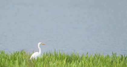 Great White Egret (Ardea alba) foraging in a wetland, water surface and green wet meadow, Lower
