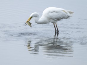 Great White Egret (Ardea alba) standing in the shallow water zone of a wetland with a fish in its