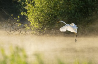 Great White Egret (Ardea alba) in flight over an area of water in a wetland, fog, Lower Saxony,