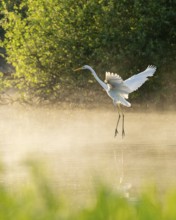Great White Egret (Ardea alba) in flight over an area of water in a wetland, fog, Lower Saxony,