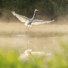 Great White Egret (Ardea alba) in flight over an area of water in a wetland, fog, Lower Saxony,